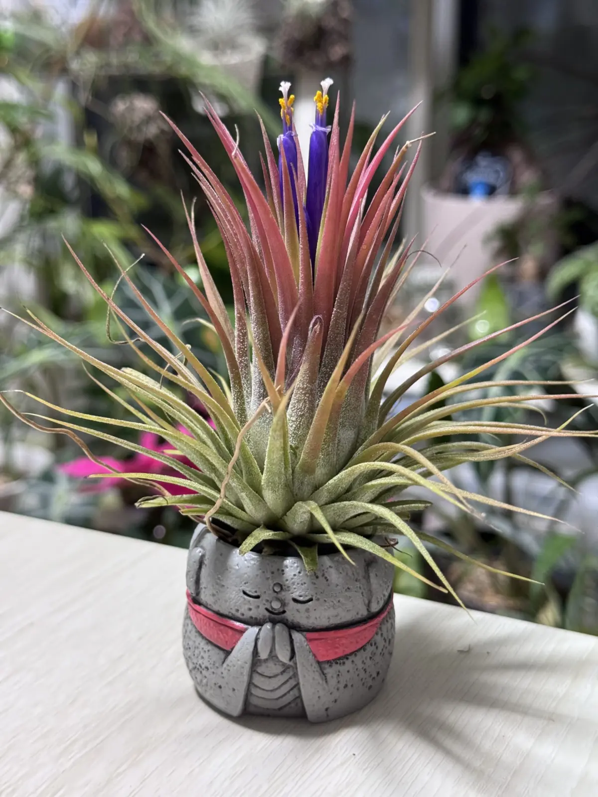 イオナンタvarイオナンタ