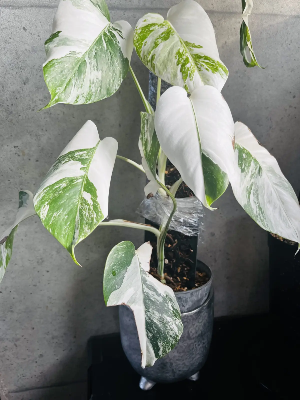 モンステラ　ホワイトタイガー