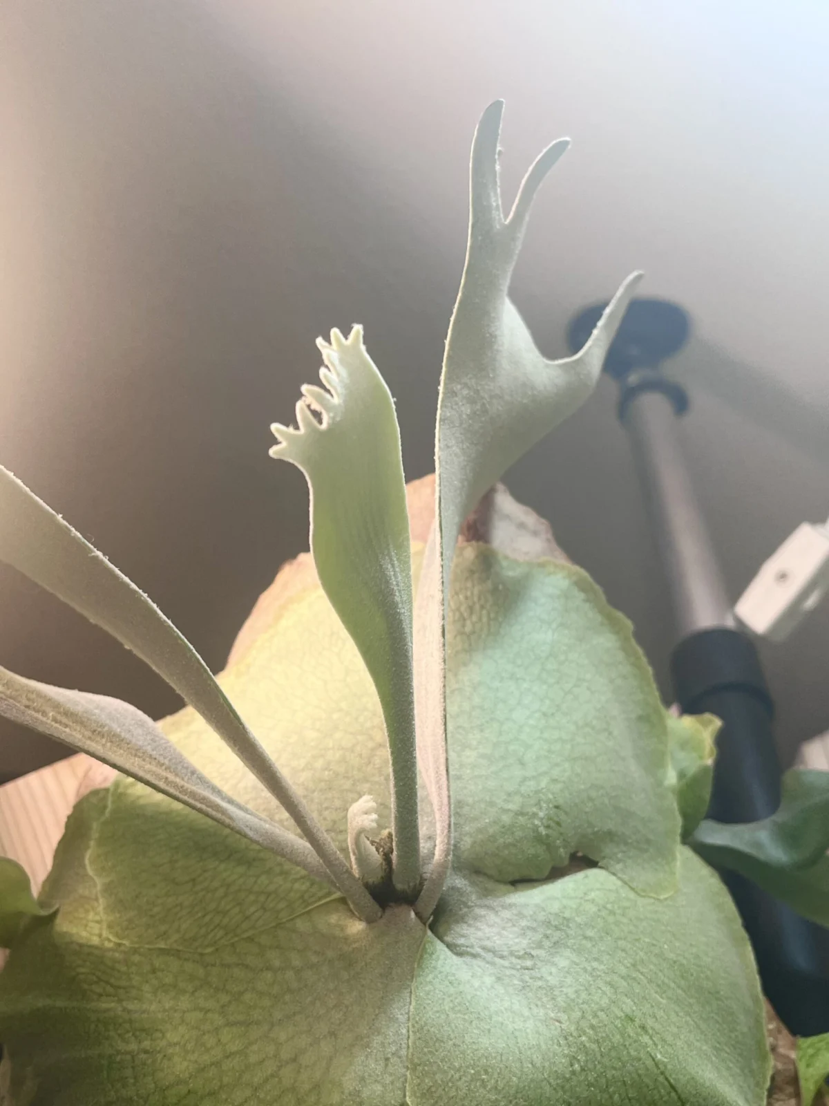 ビカクシダ　ぴょん吉 ビカクシダ ぴょん吉 – Plants Navi