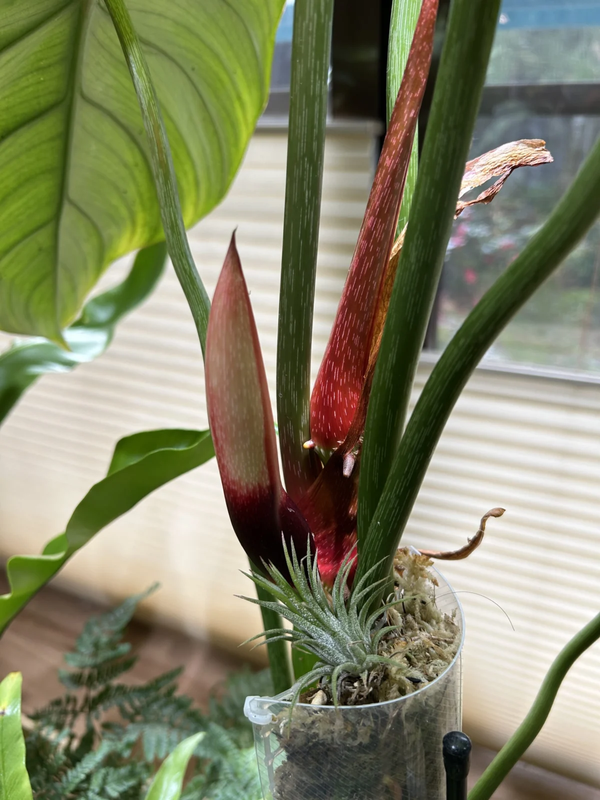 フィロデンドロン　マクドゥエル