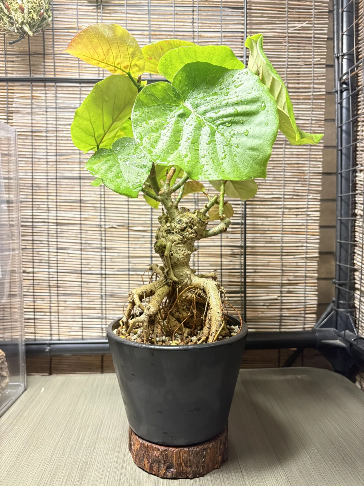 フィカス ウンベラータ 盆栽仕立て