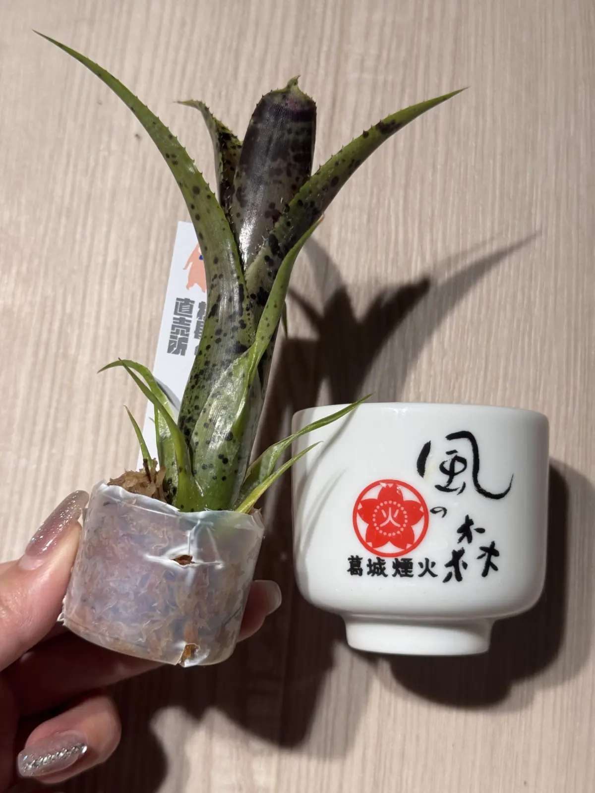 ネオレゲリア　パウシフローラ