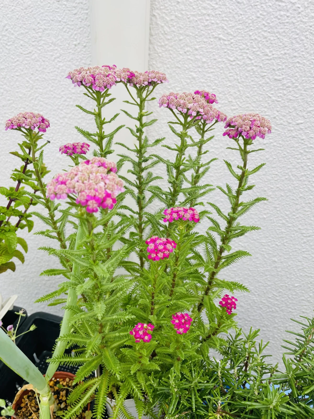 ノコギリソウ　花