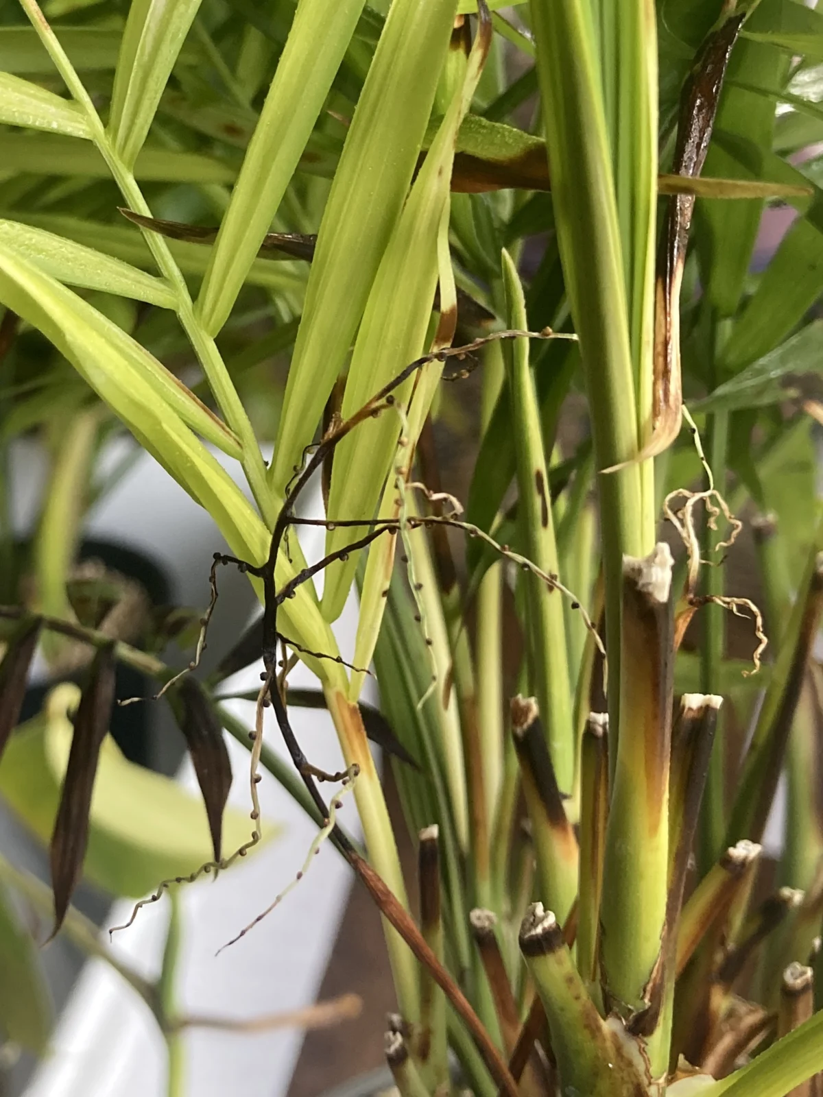 テーブルヤシ　チャメドレアエレガンス