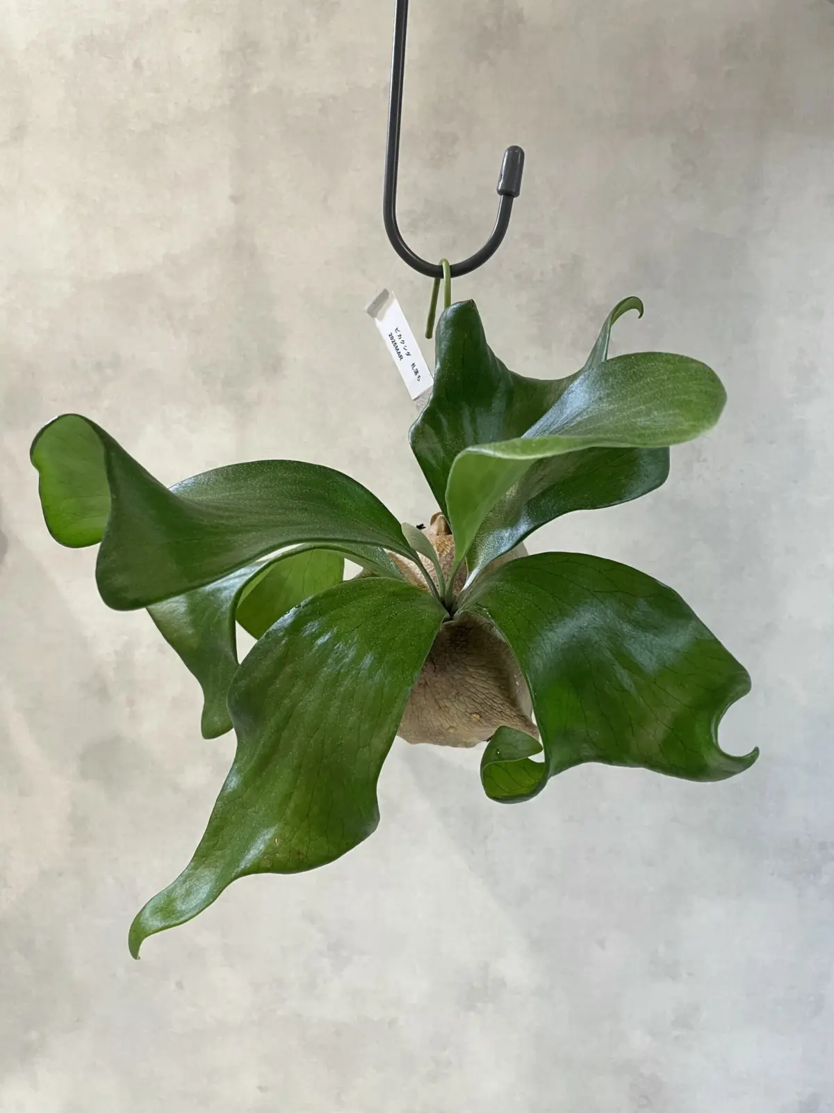 ビカクシダ　札落ち　