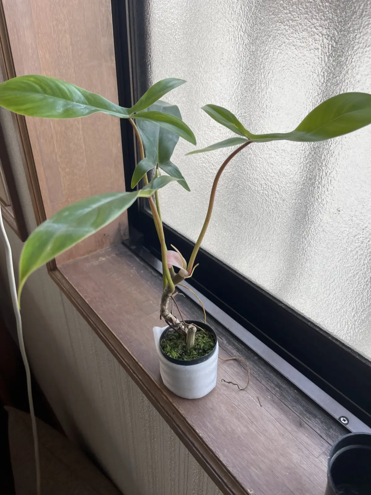 フィロデンドロン 69686