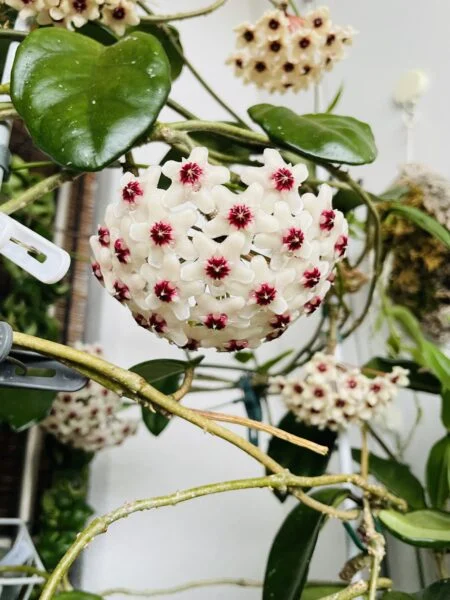 ホヤ カルノーサ 花