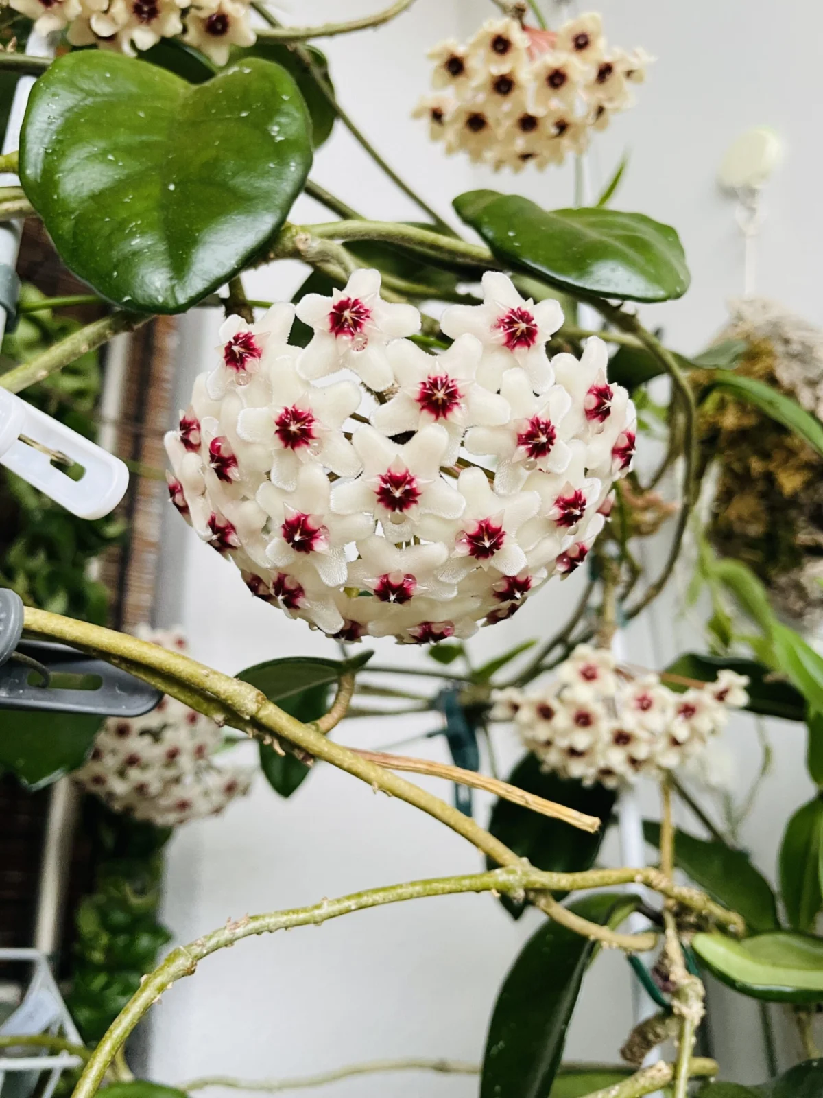 ホヤ　カルノーサ　花