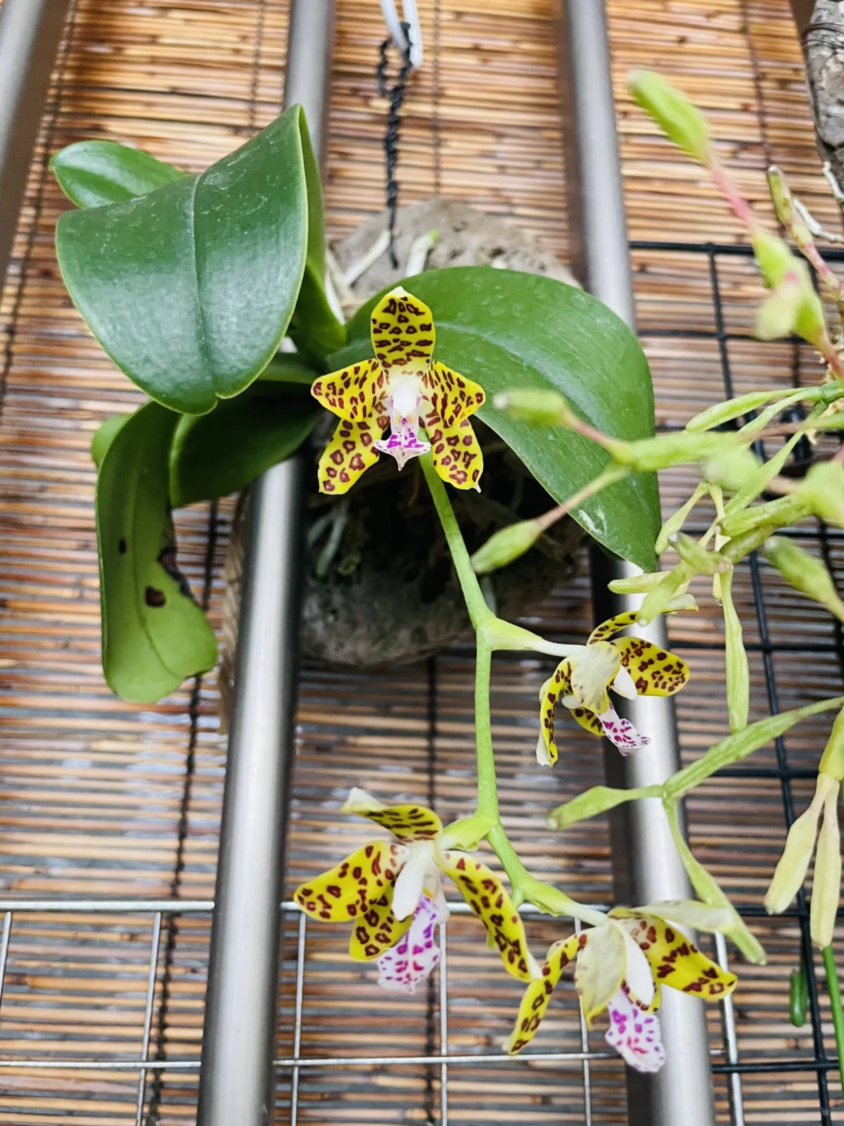 ヒョウガラナゴラン　花