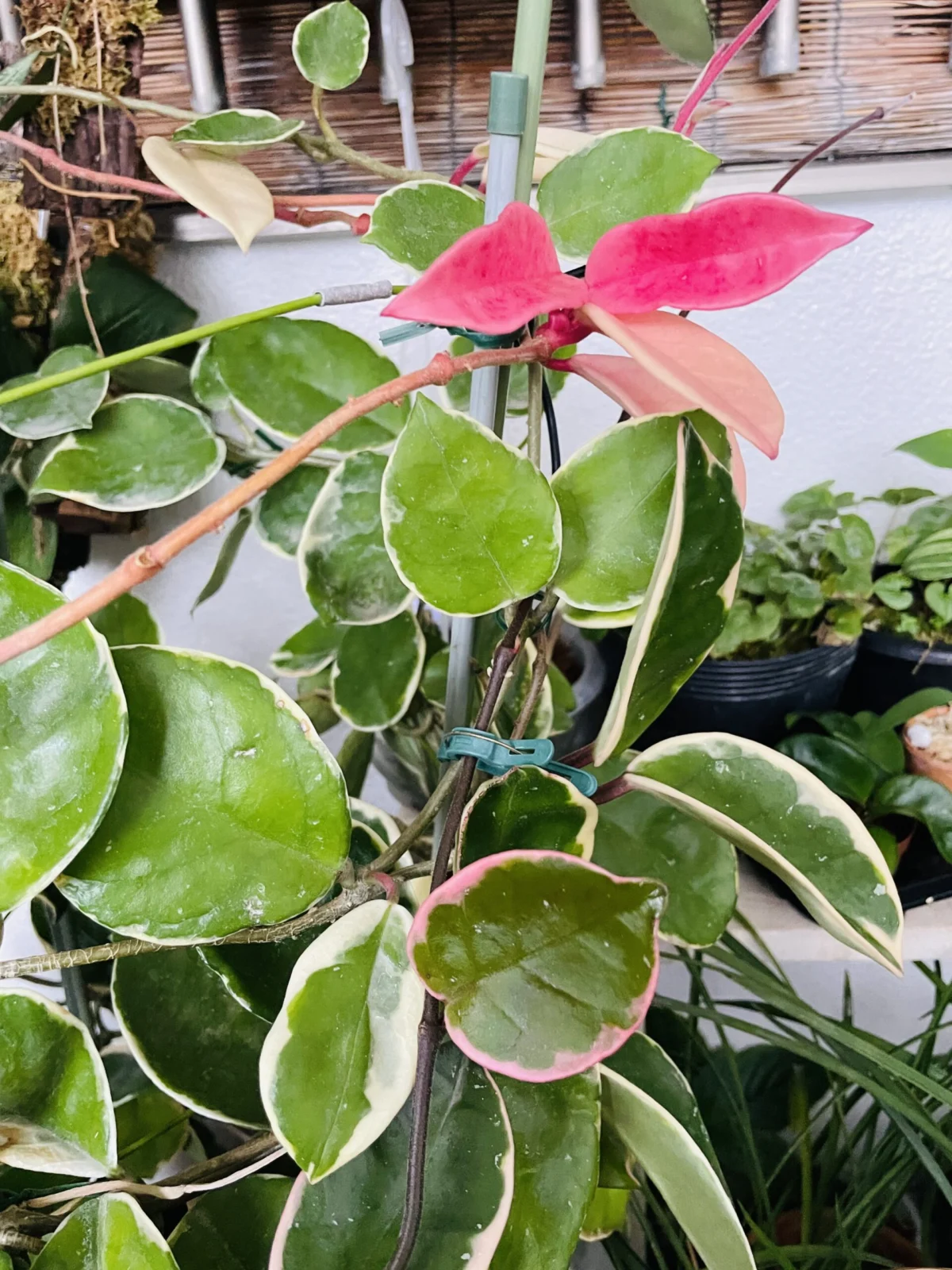 ホヤ　カルノーサ　新芽