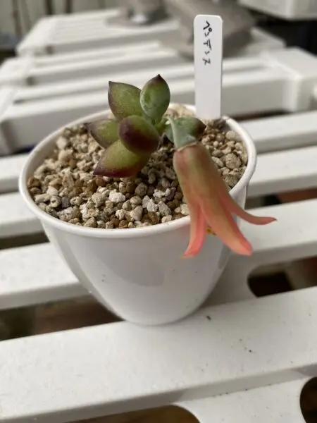 多肉植物 コチレドン ペンデンス 花