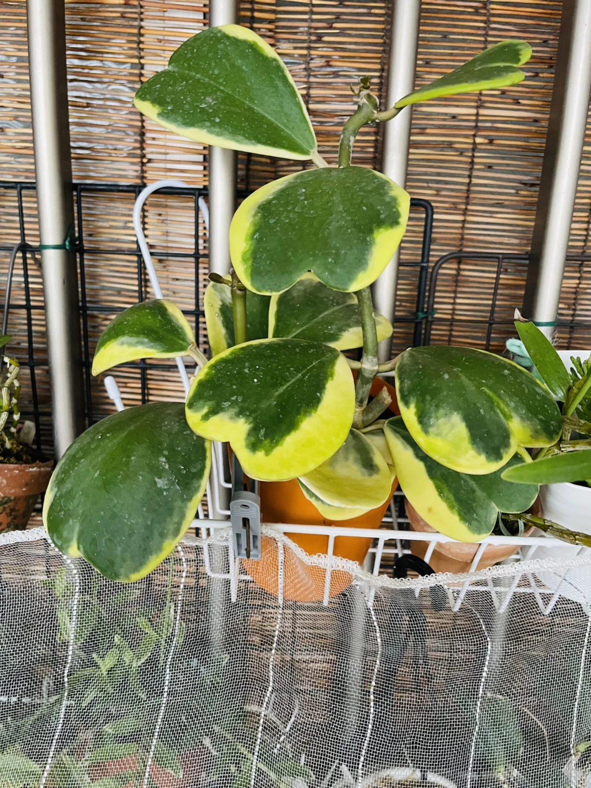 ハートホヤ　斑入り