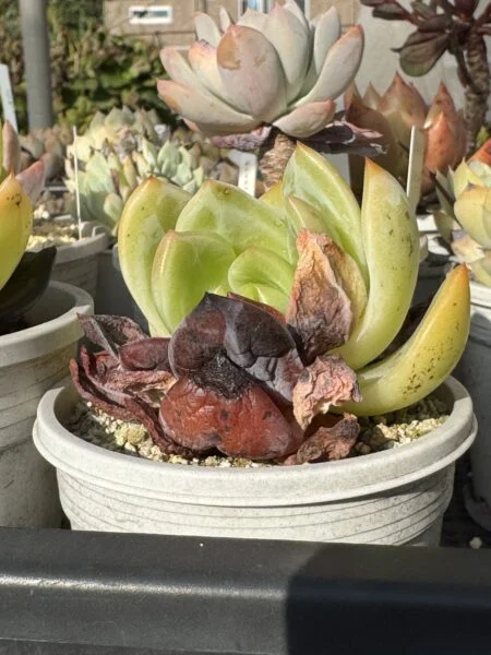 多肉植物　エケベリア　ホワイトシャーロット　高温障害？　その1