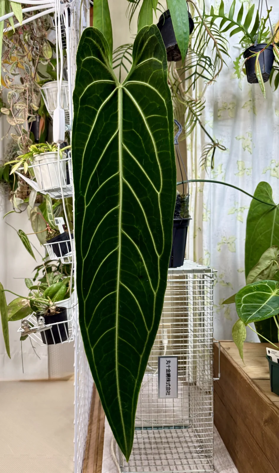 アンスリウム ワロクアナム