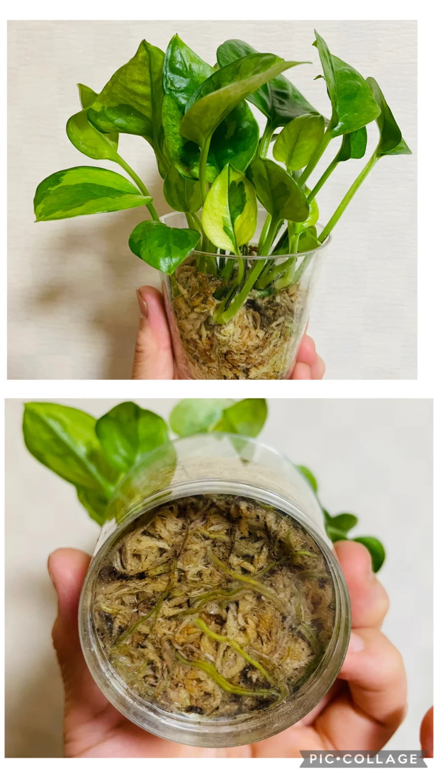 ポトス　グローバル　エメラルド　水苔で発根