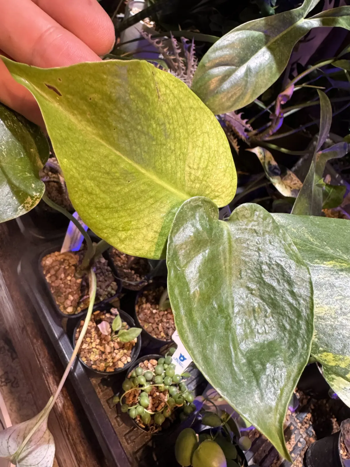 モンステラ 天津蘭 テンシンラン ホワイトモンスター 害虫