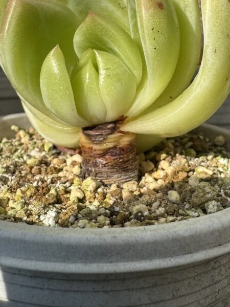 多肉植物　エケベリア　ホワイトシャーロット　高温障害？　その2