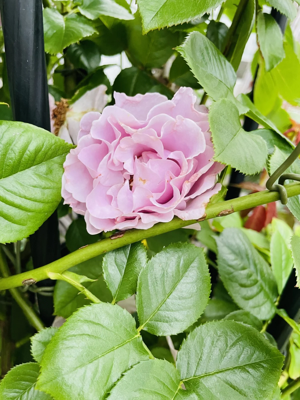 ツルバラ　エターナル　花
