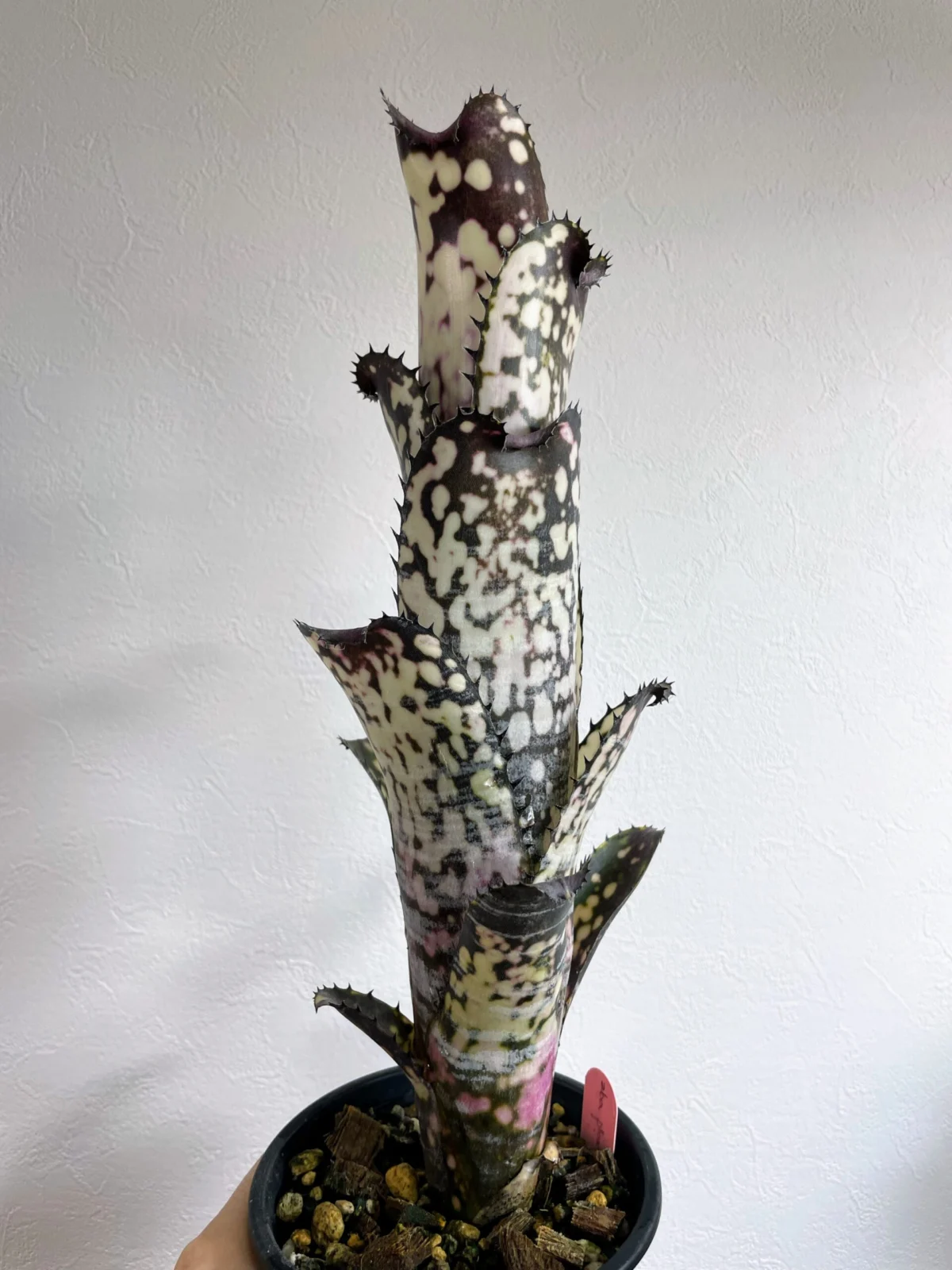 ビルベルギア　ビッグナイト