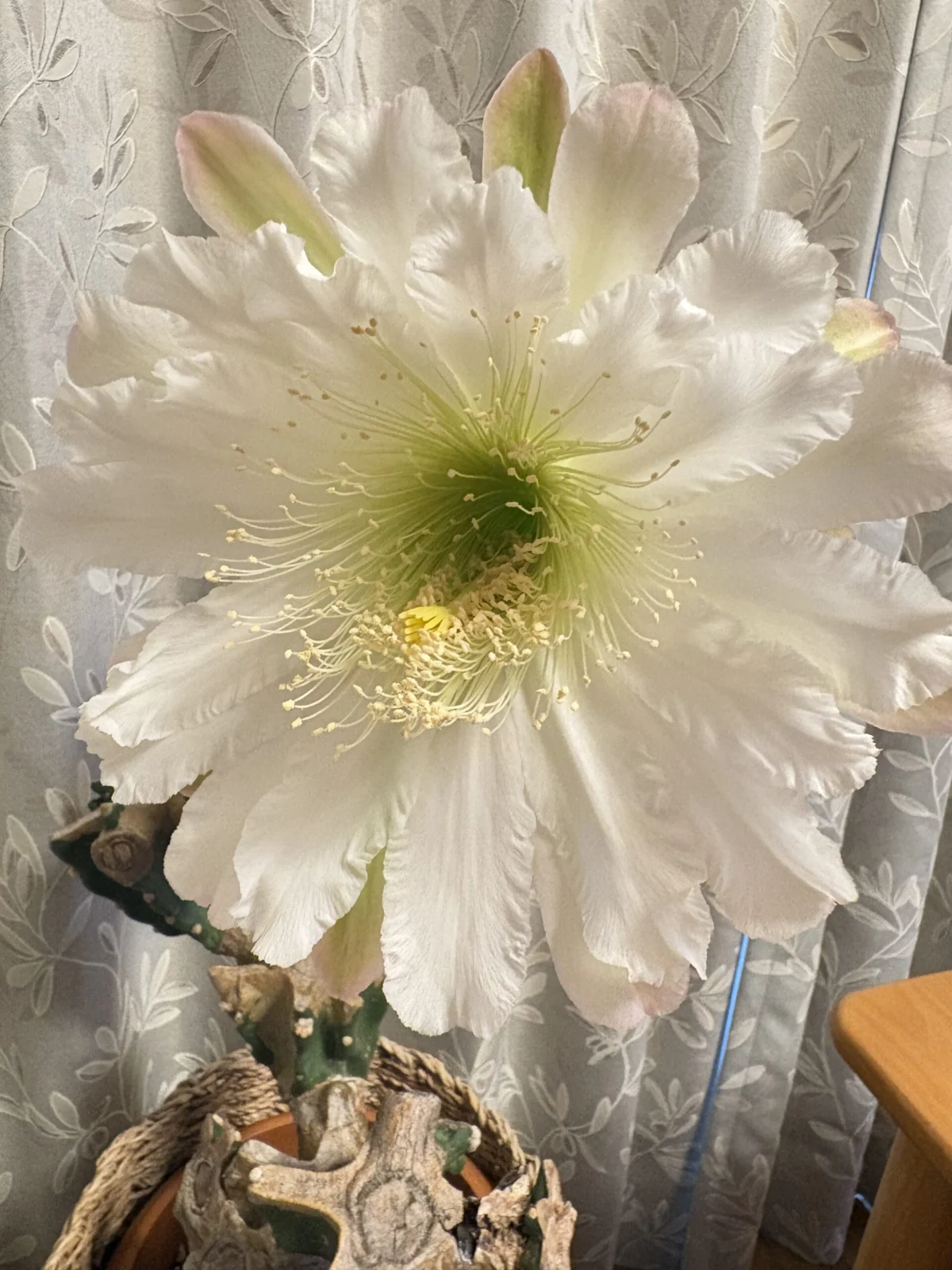 柱サボテン 開花