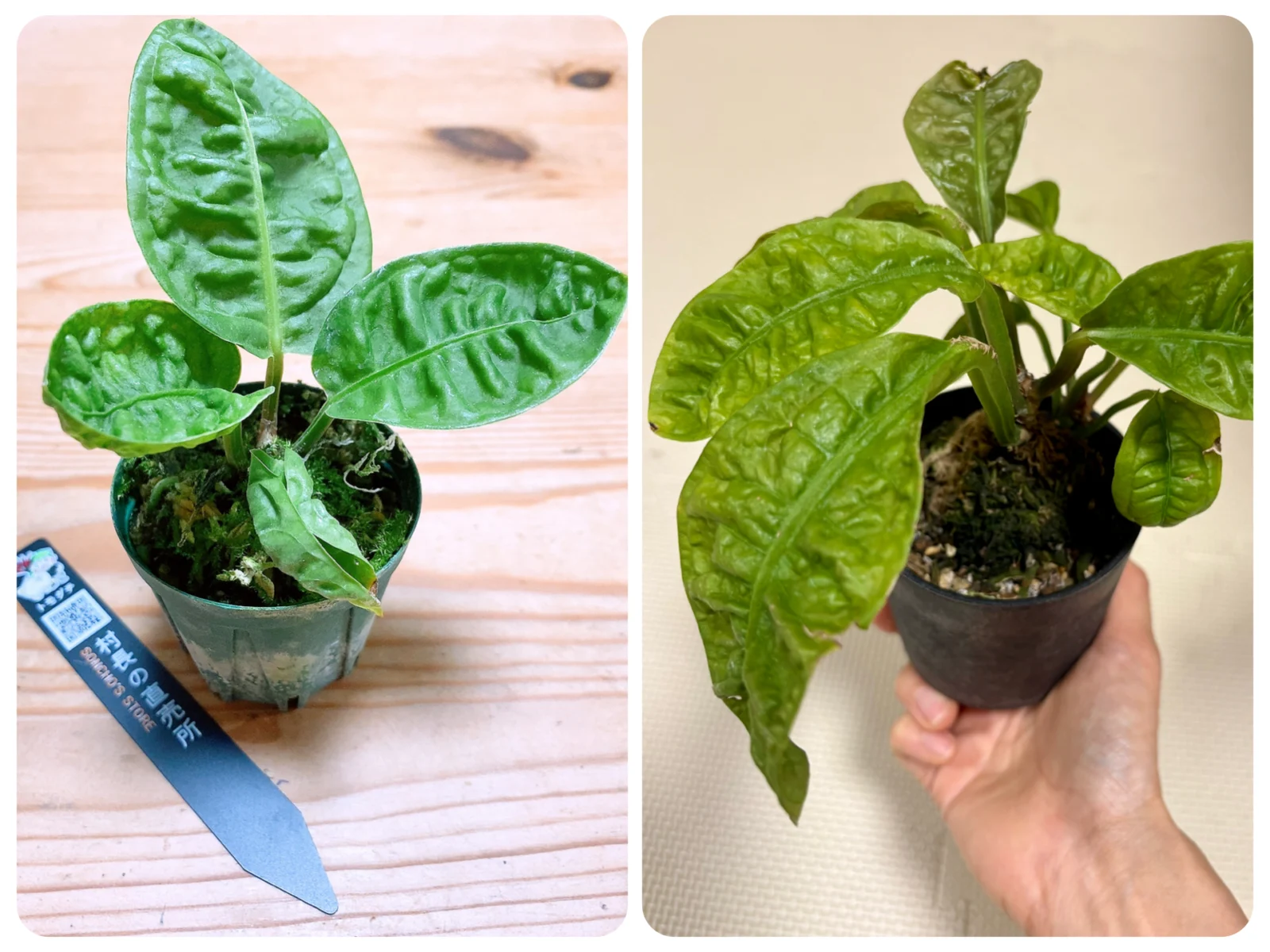 アンスリウム レフレクシネルビウム