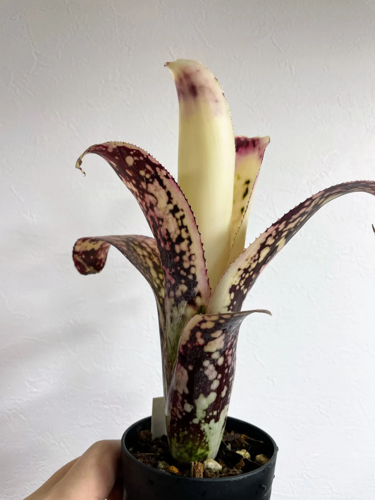 ビルベルギア　ポキートマス