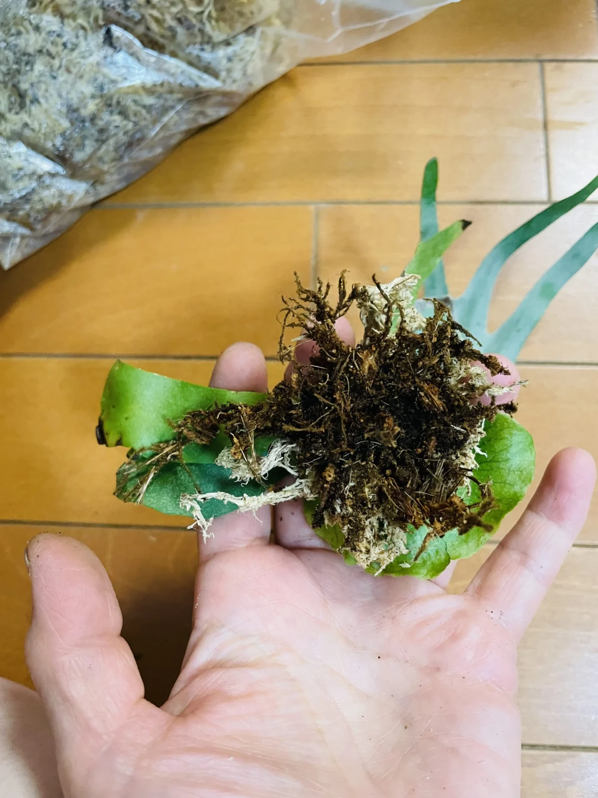 ビカクシダ　キンナリー　根
