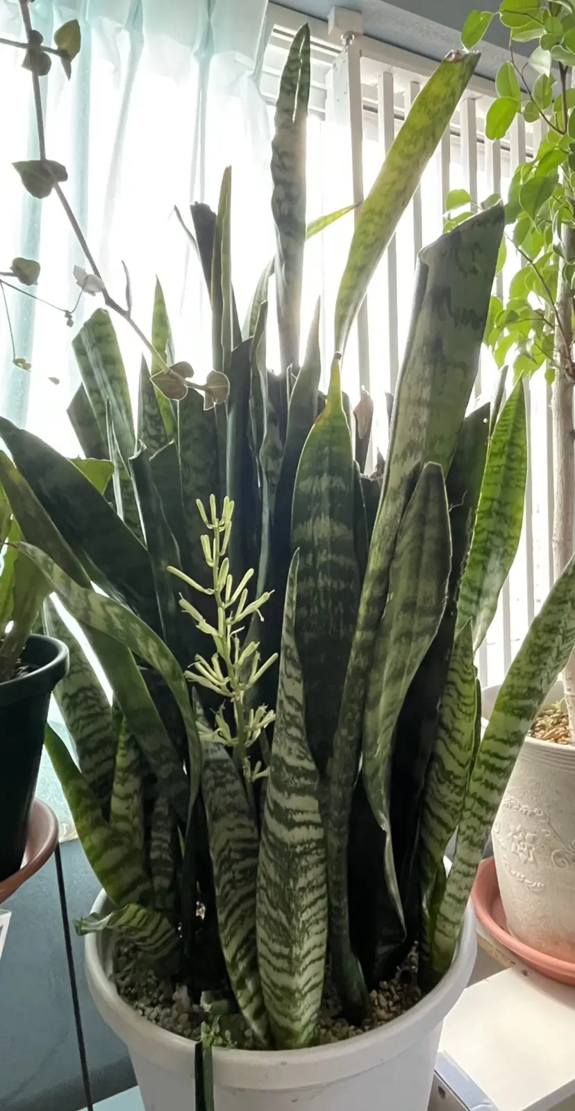 サンスベリア 100均