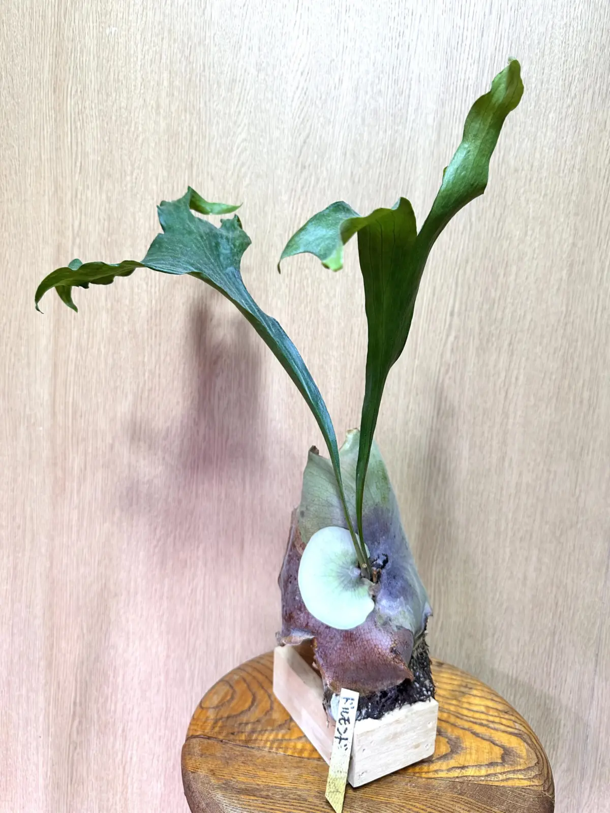 ビカクシダ　ドルモンド