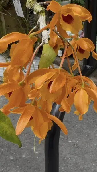 デンドロビウム チャンタブーンサンライズ Aes 板付け 花 蘭