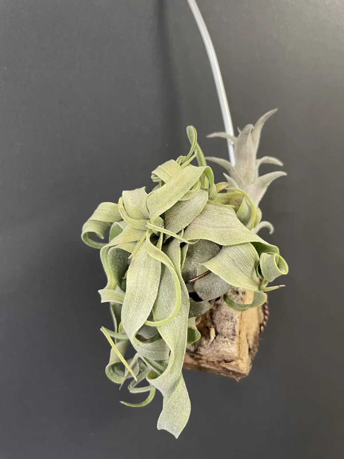 ティランジア　ストレプトフィラ