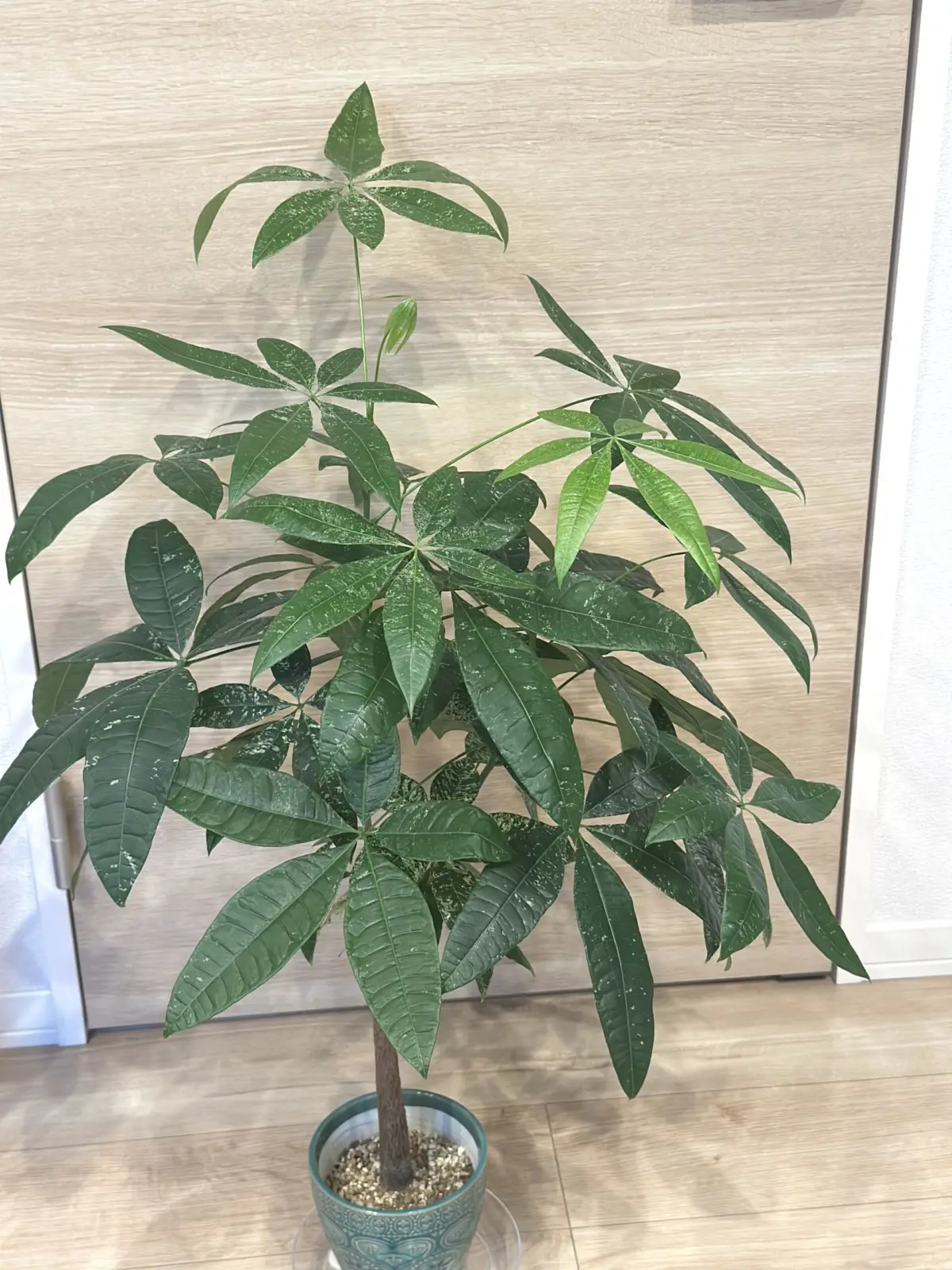 パキラ　斑入り　実生