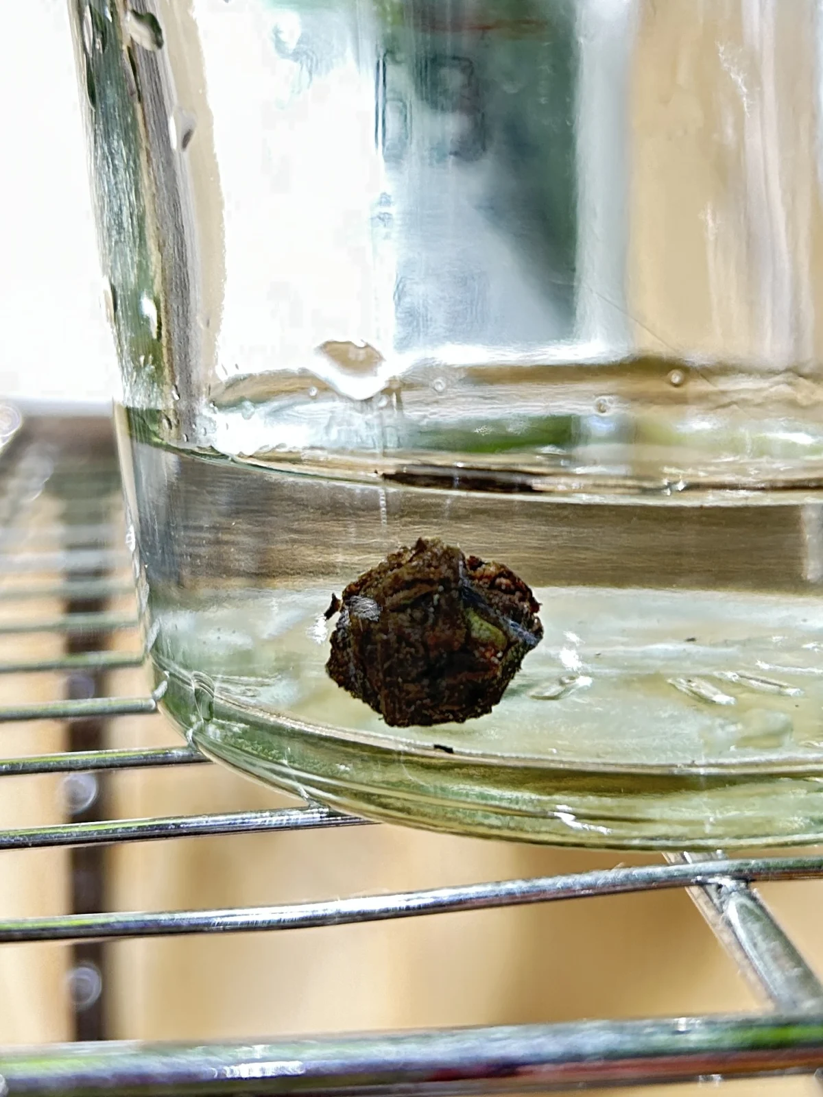 シマクワズイモ