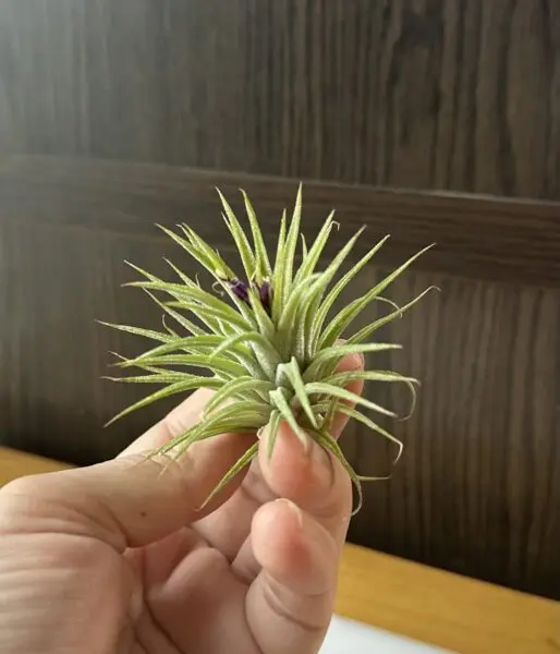 ティランジア イオナンタ 花後
