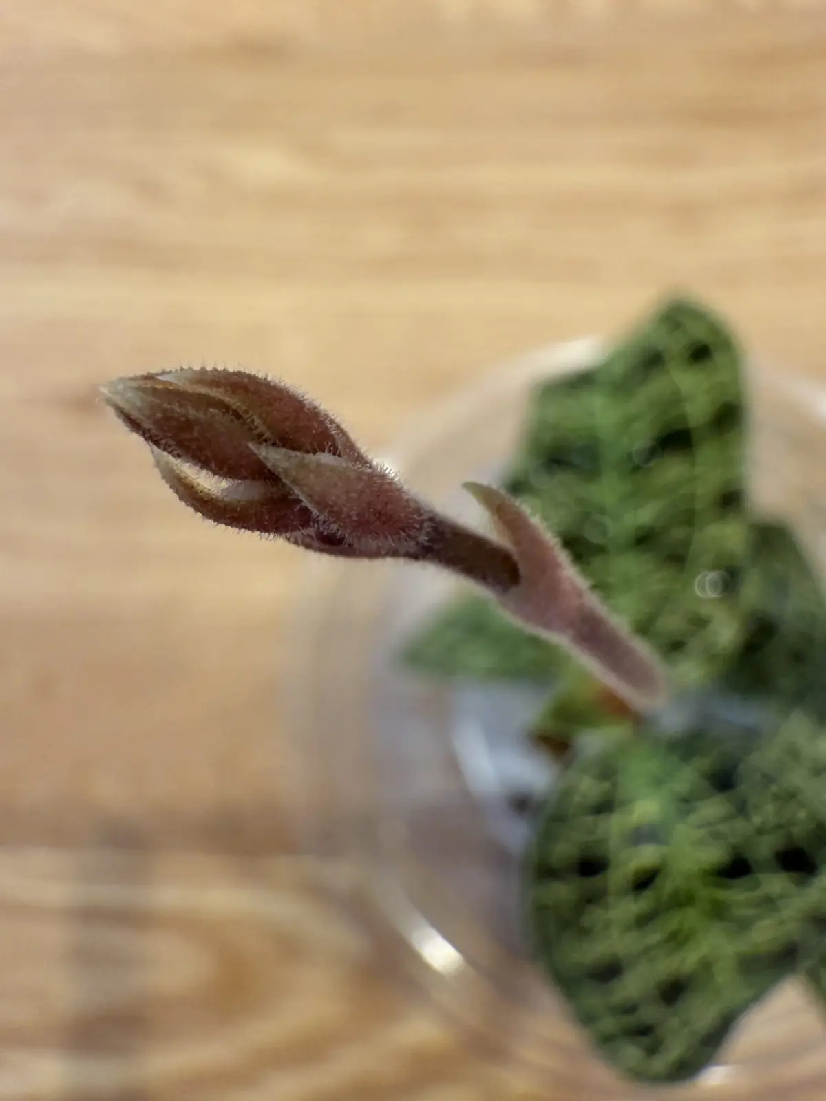 ジュエルオーキッド　macodes petora