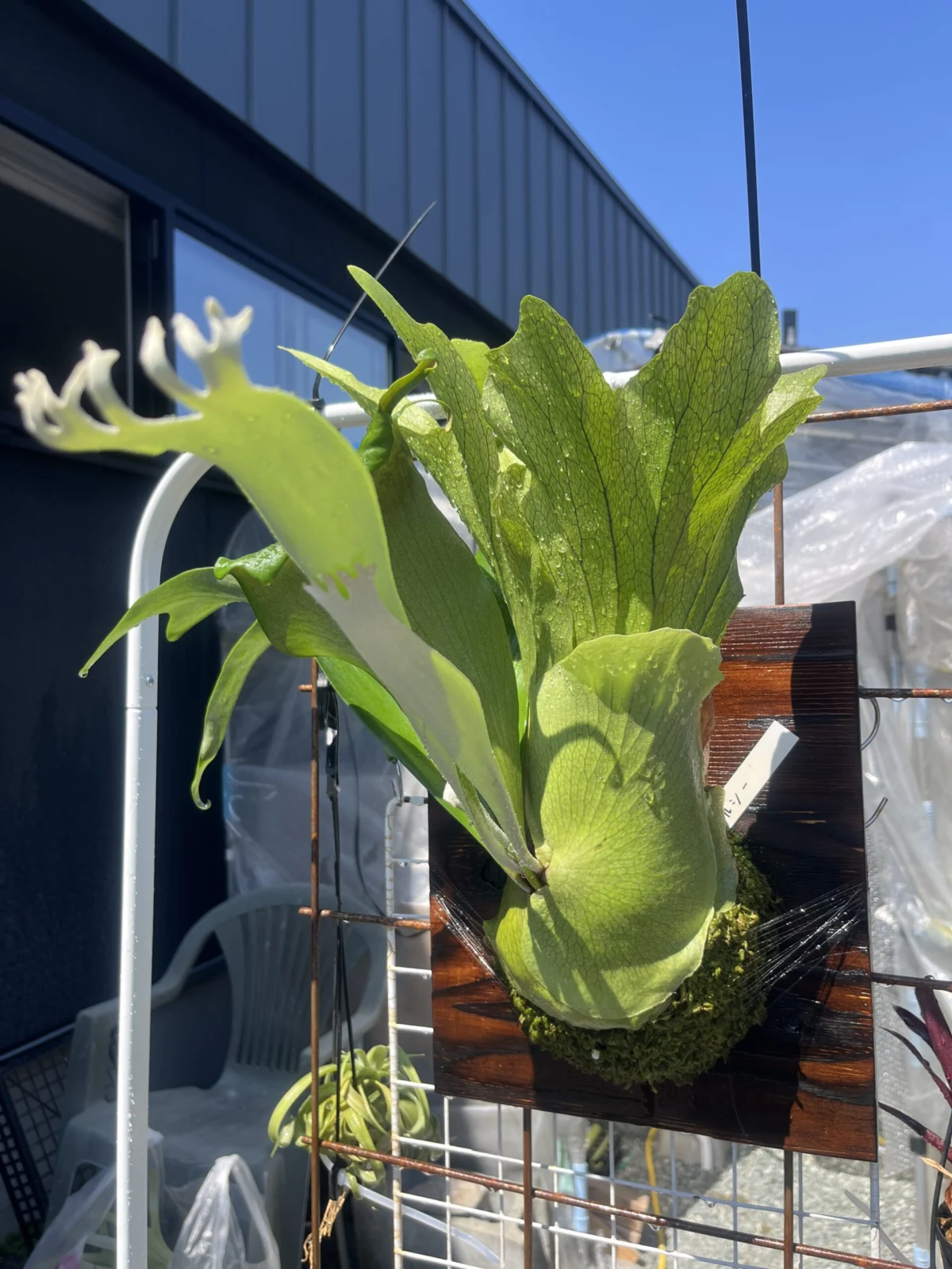 ビカクシダ ワルシー