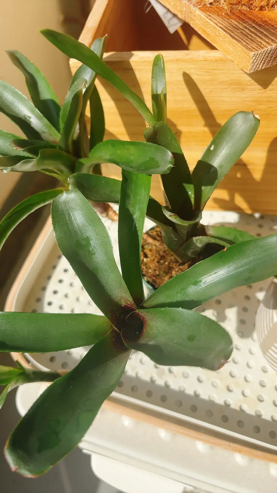 ネオレゲリア　ダルタニオン