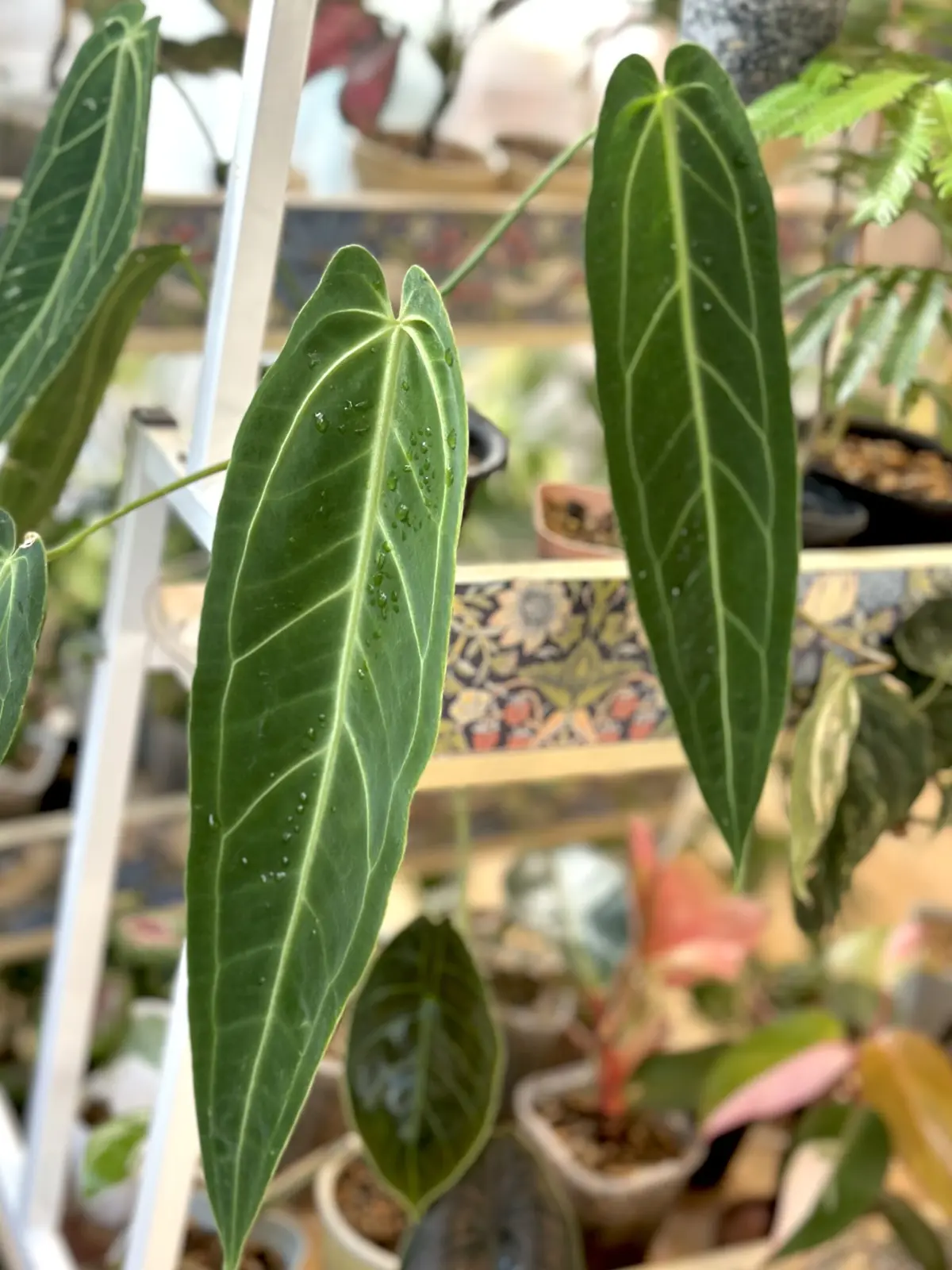 アンスリウム　ワロクアナム