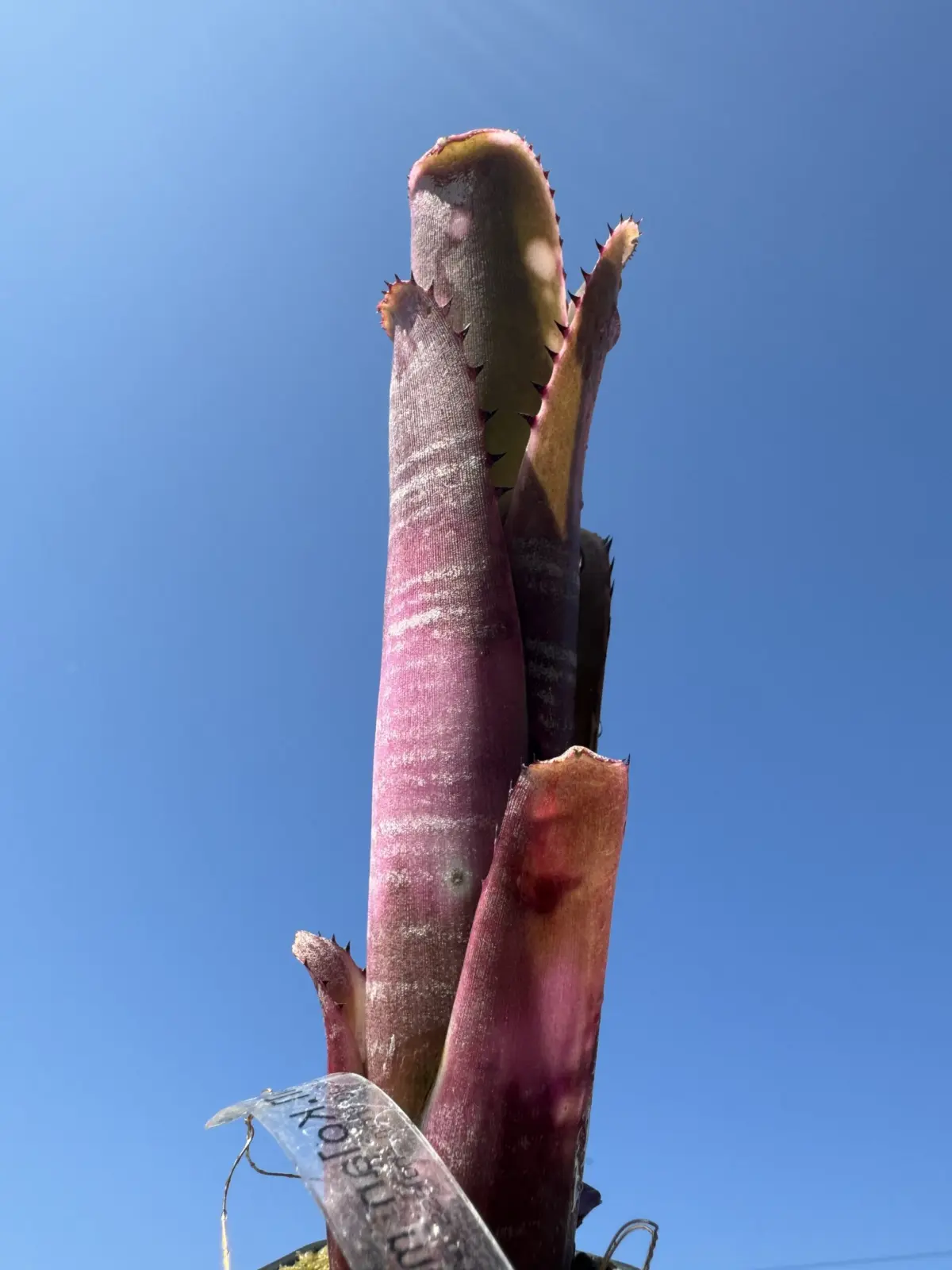 ビルベルギア　コーランマーブルシャーク