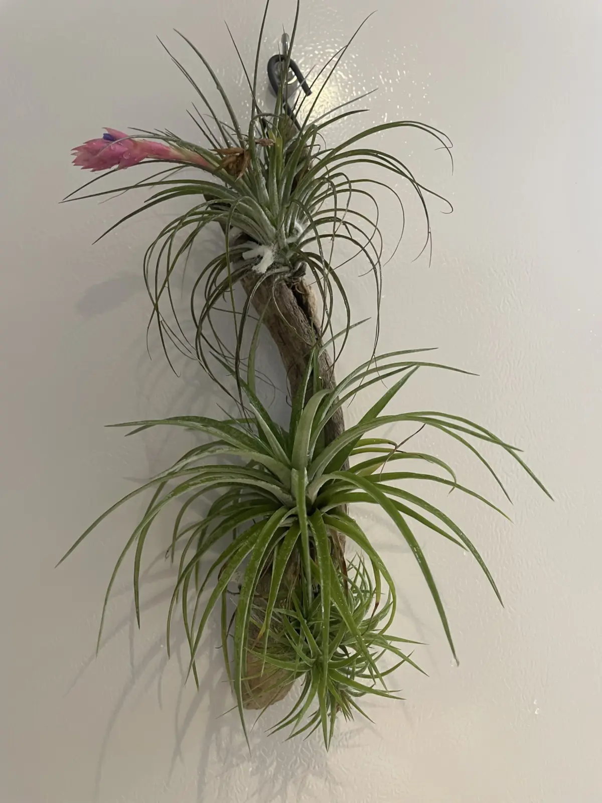 ティランジア 100均