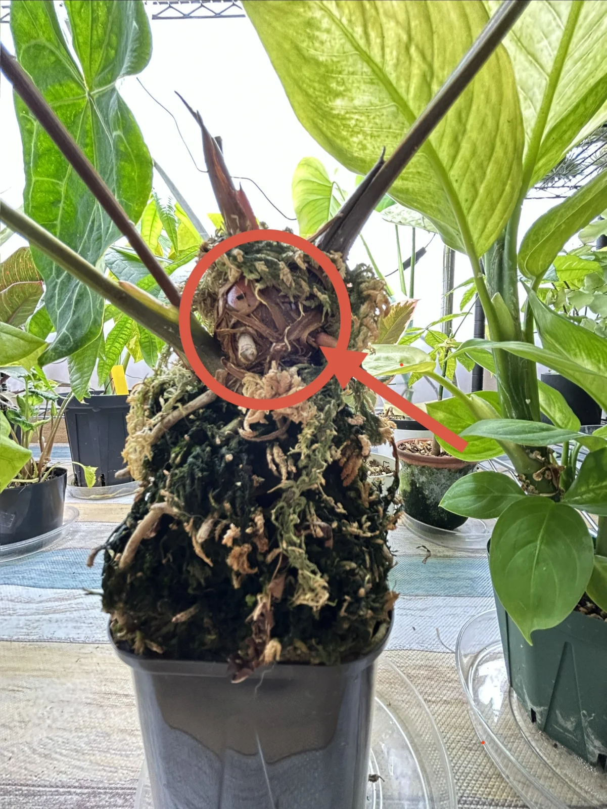 アンスリウム　クリスタリナム　何？