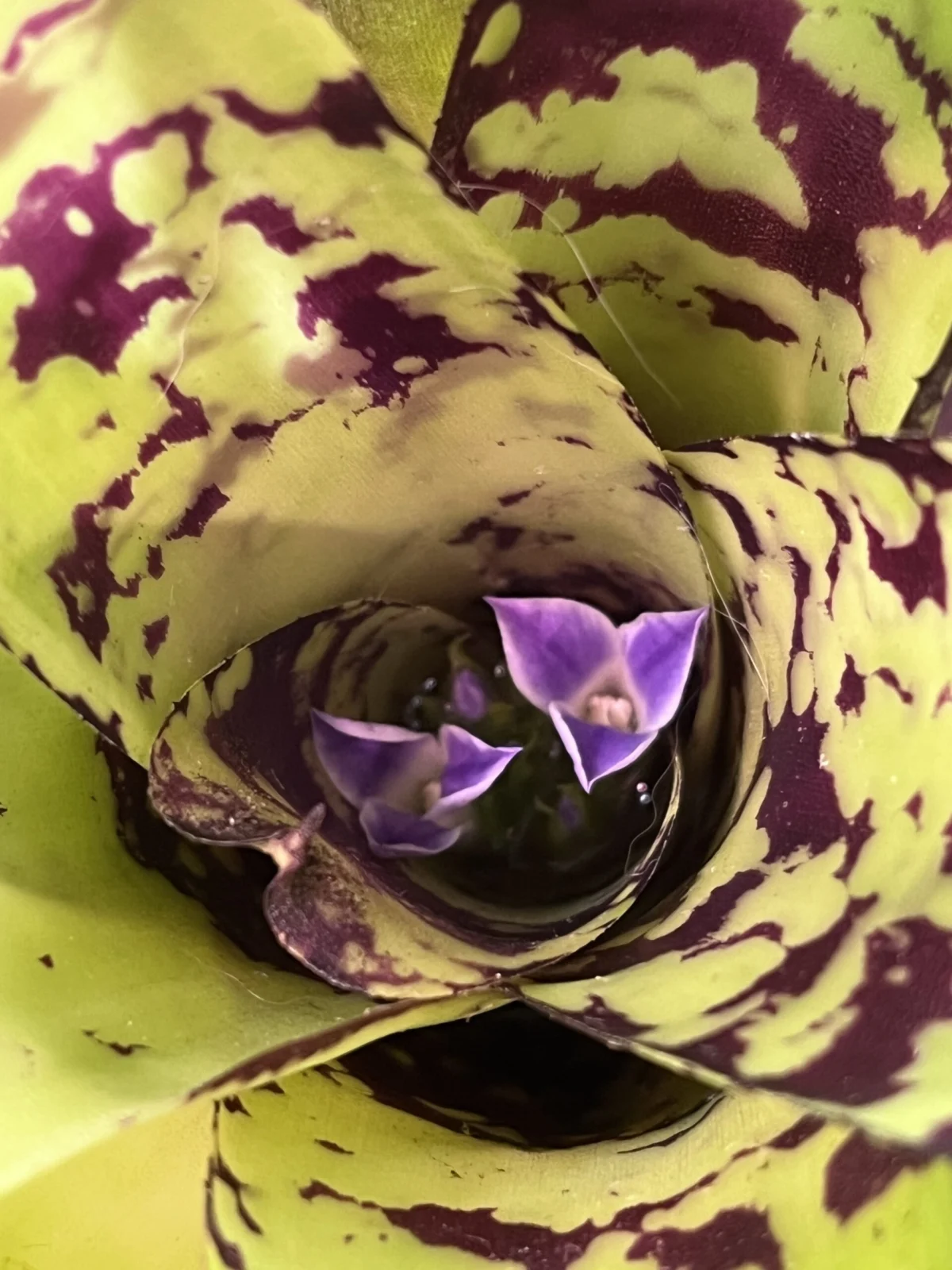 ネオレゲリア クリプトナイト 花