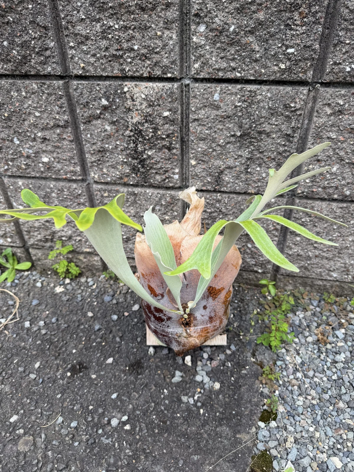 ビカクシダ ピョン吉