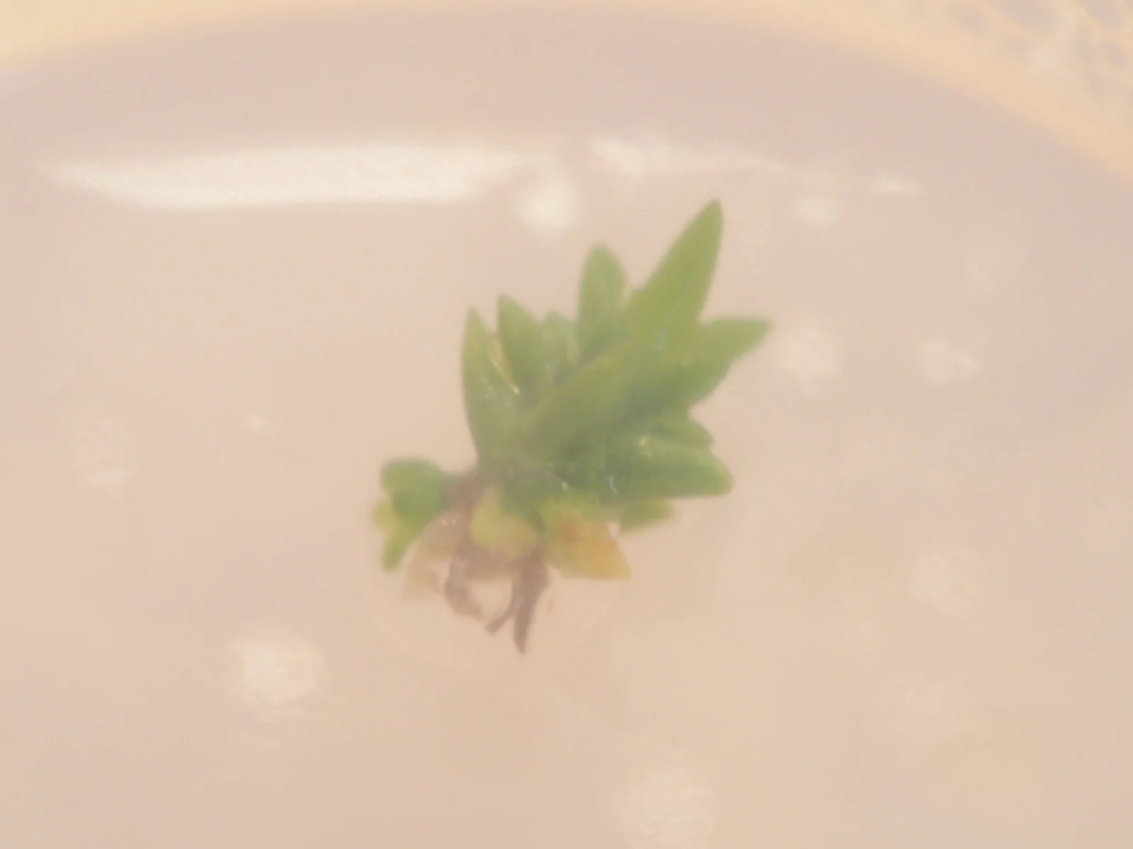 ティランジア　メテオーロロサ×テヌイフォリア　無菌播種