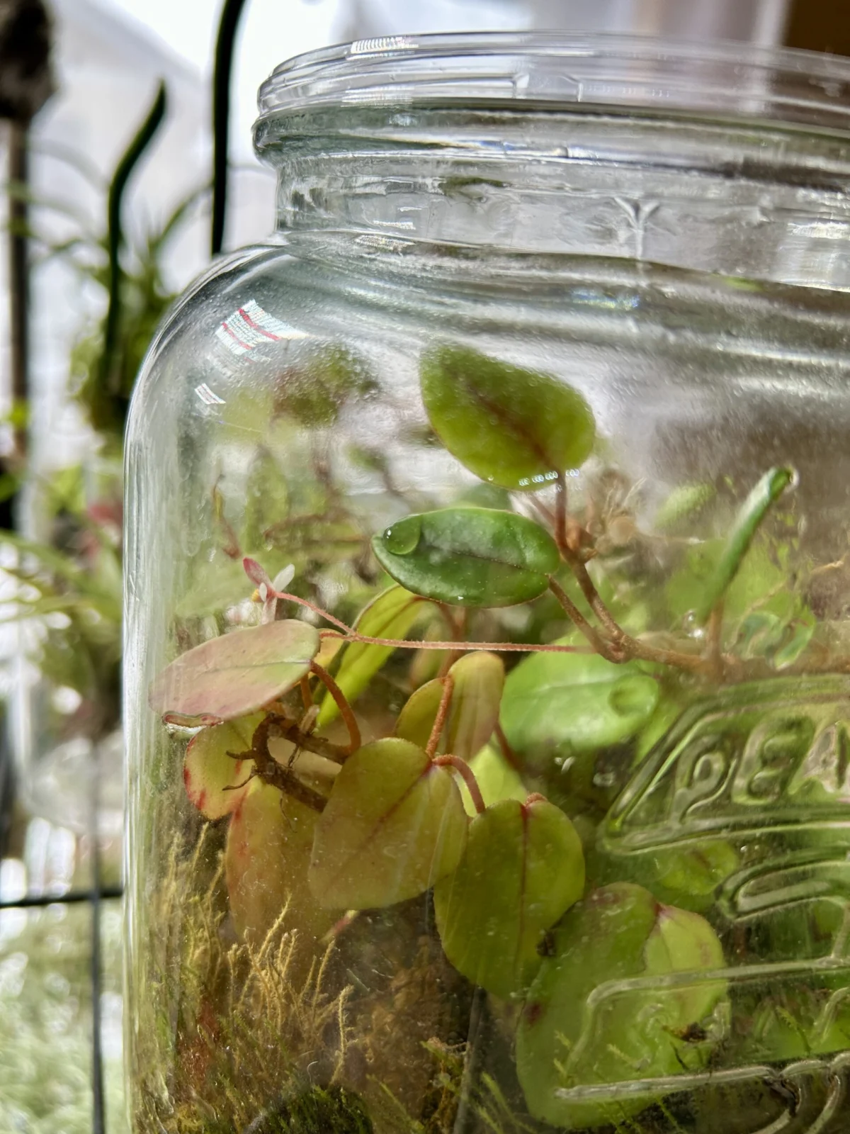 ベゴニア　シェルツェイ