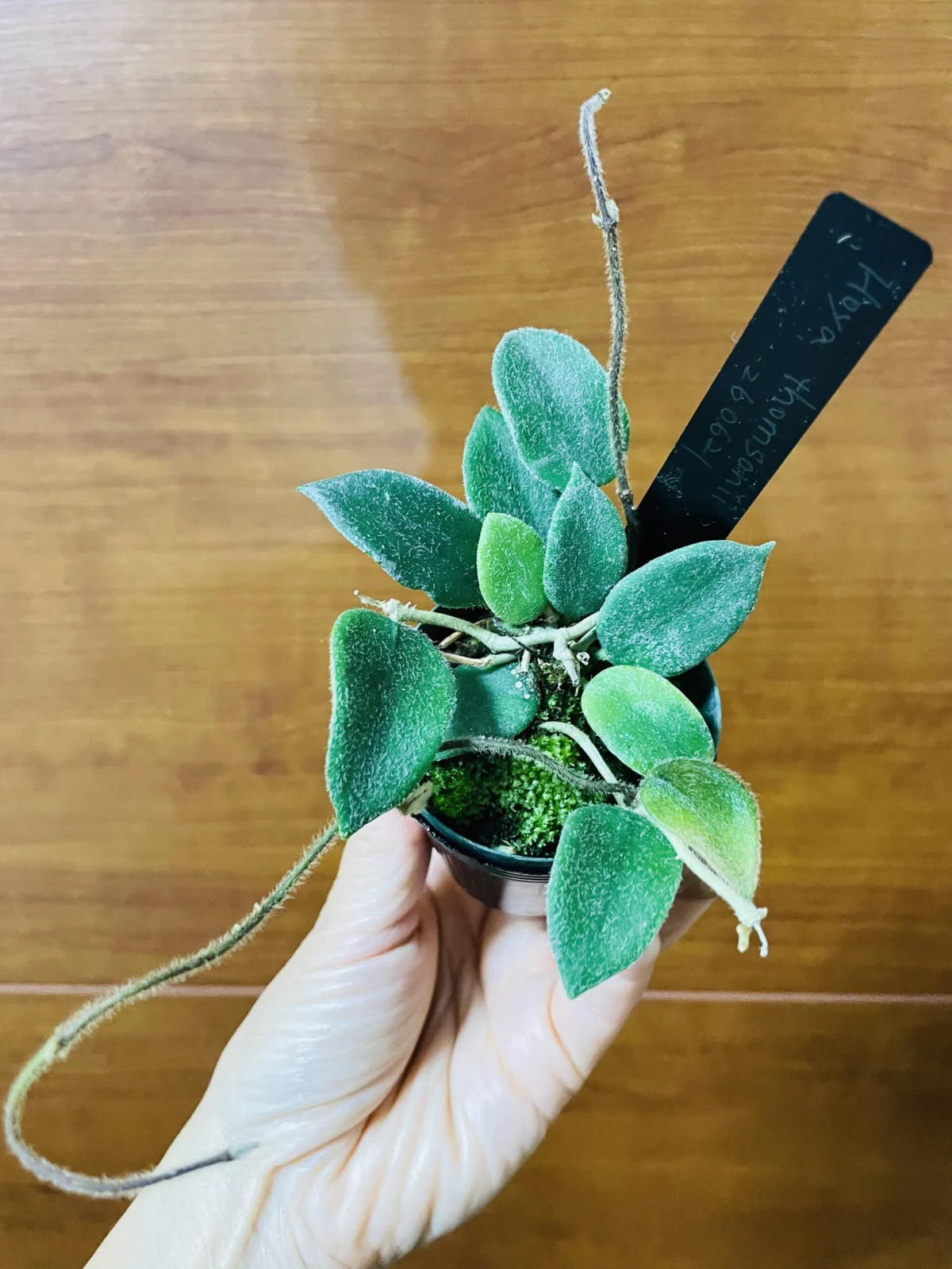ホヤ トムソニー 花