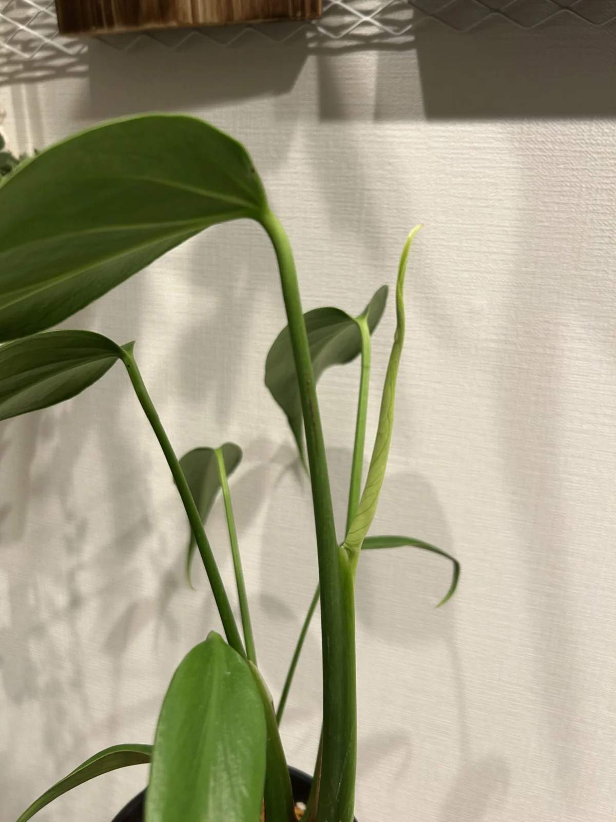 モンステラ　バールマルクスフレーム　ドリル