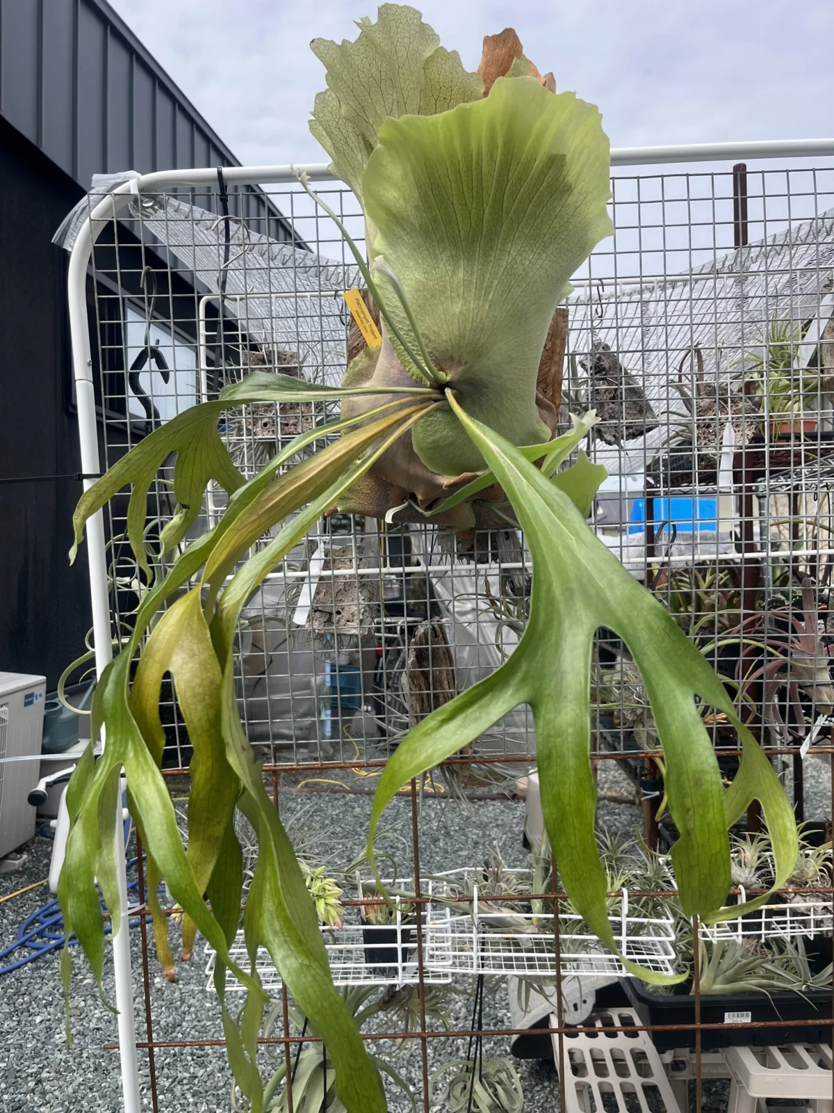 ビカクシダ トライデント