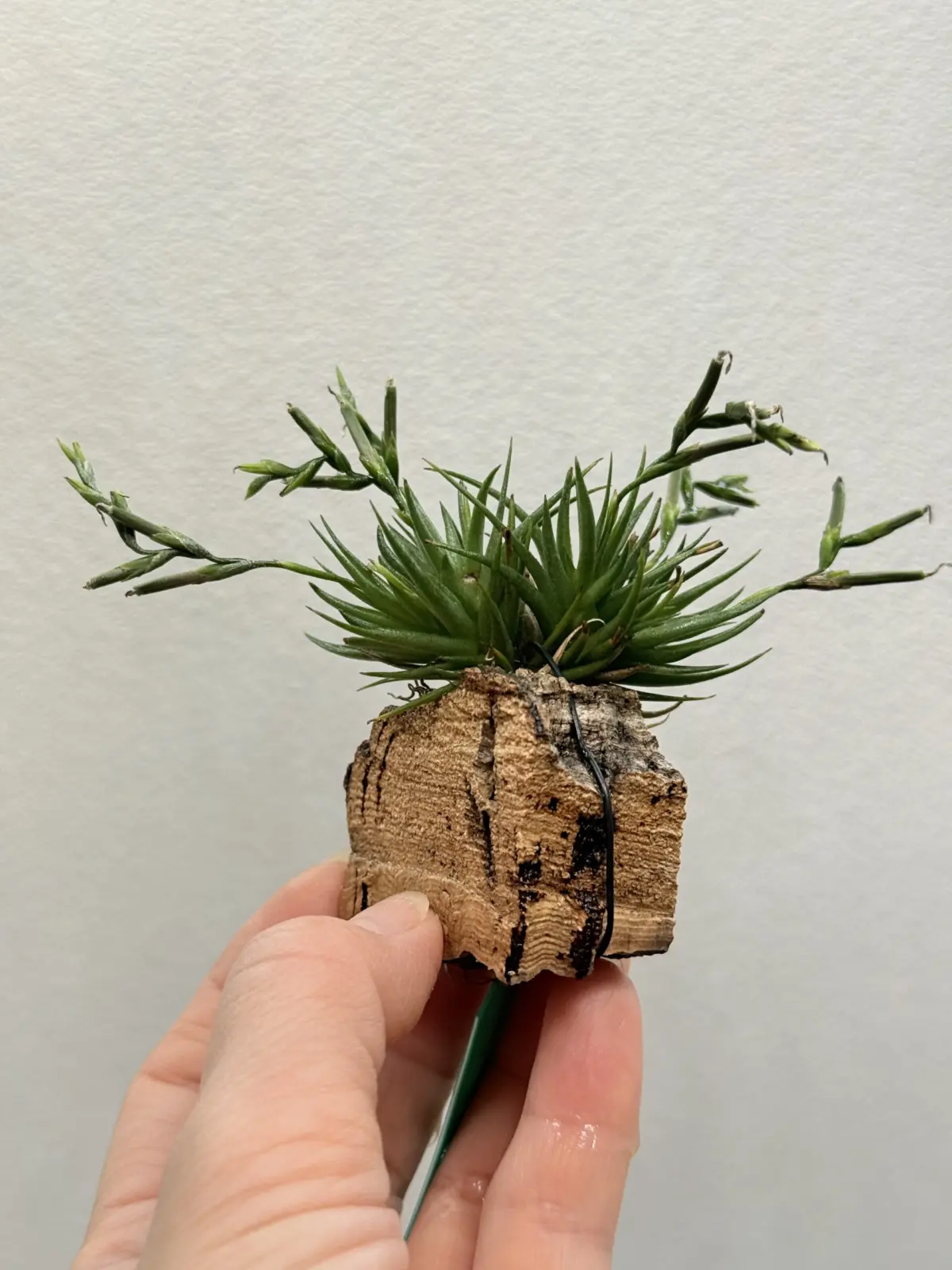 ティランジア　ロリアセア