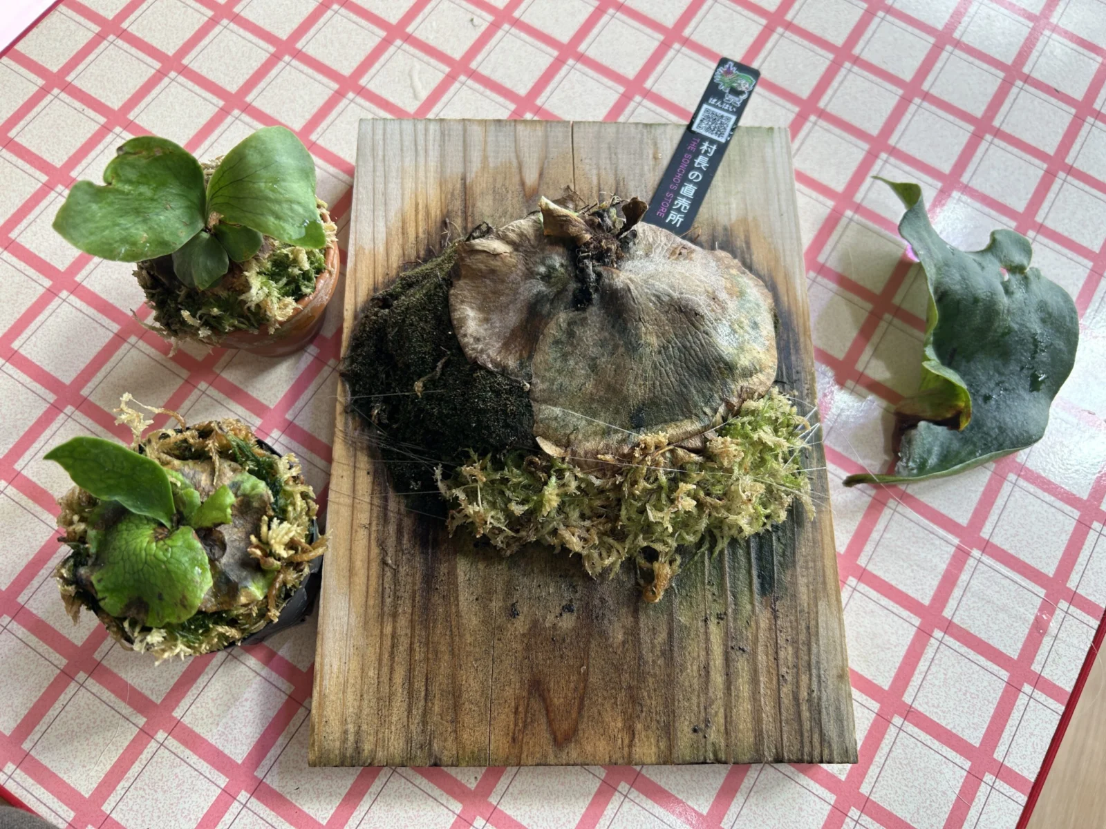 ビカクシダ　札落ち